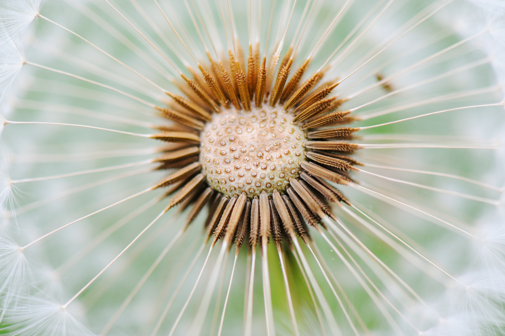 Dandelion Seed